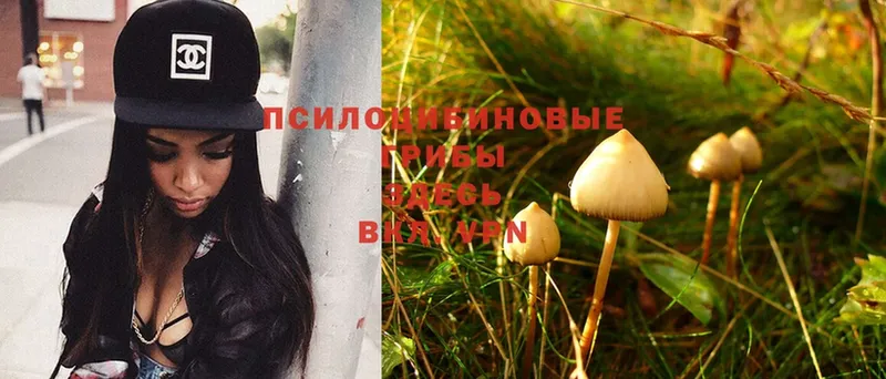 где продают   Рыбное  mega ссылка  Псилоцибиновые грибы Psilocybine cubensis 